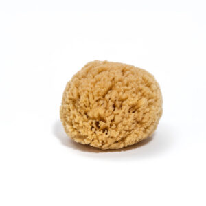 Éponge de mer - Sea Sponge