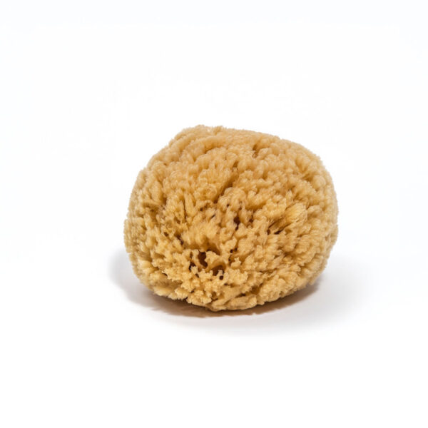 Éponge de mer - Sea Sponge
