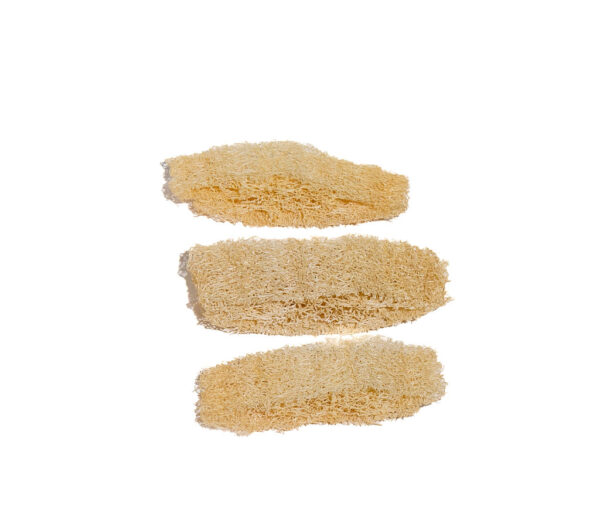 3 Rondelles luffa- loofah slices