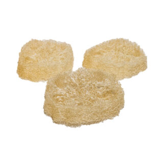 3 Rondelles luffa- loofah slices