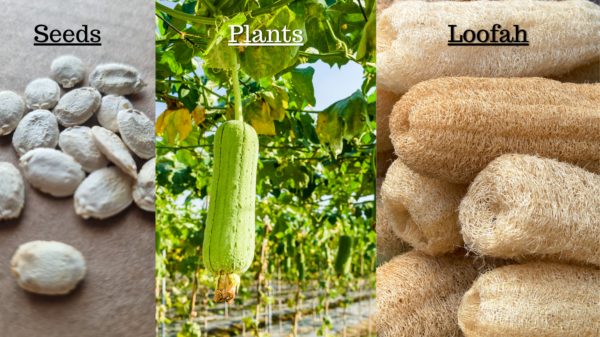 loofah seeds