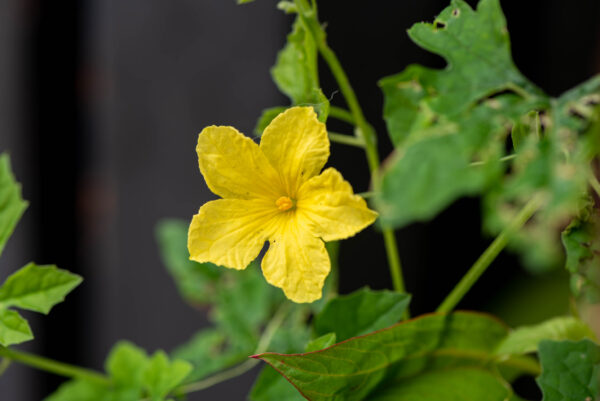 Graines de luffa égyptien (10) - Image 4