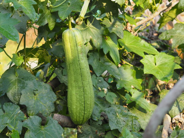 Graines de luffa égyptien (10) - Image 3
